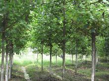 园林绿化，美不胜收