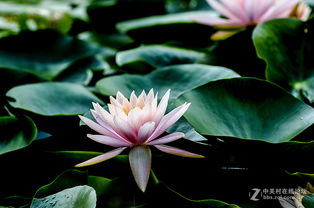 南方睡莲开花时间