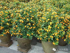 金桔种植需要哪些步骤，如何让自家庭院充满生机