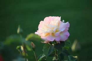 白卧龙月季的优缺点大揭秘