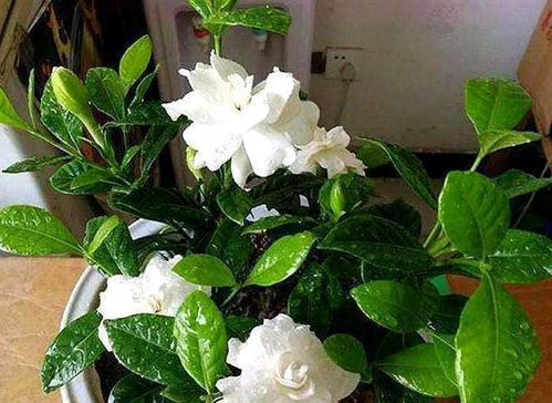 病虫害困扰，叶子黄得像被妖怪抓走了