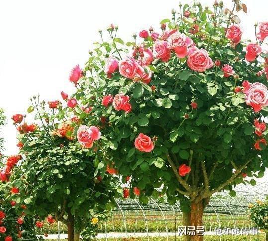 家庭种植的技巧