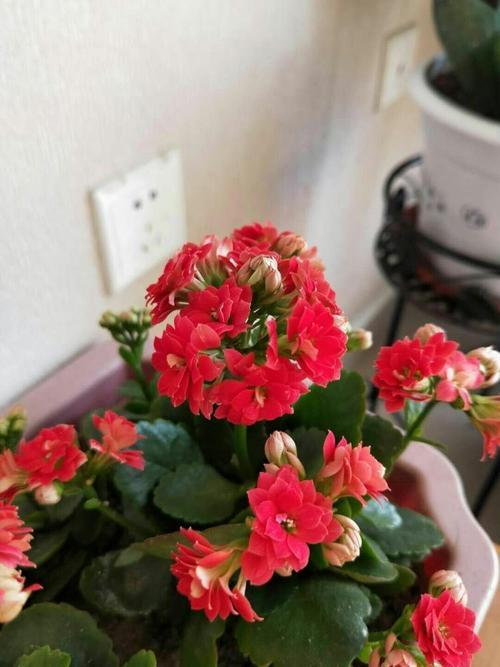 芙蓉花怎么养？学会这几招