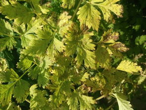 喷农药的天气讲究