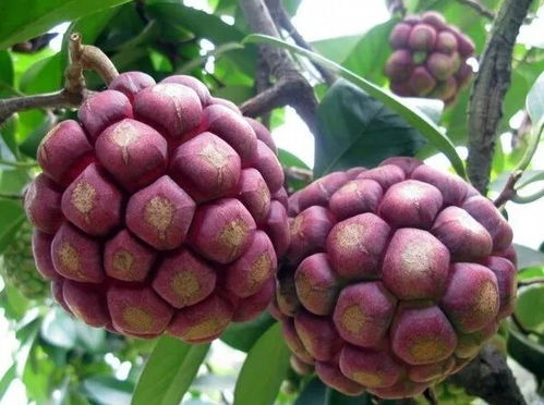 悬铃木科植物简介