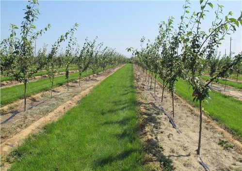 盐碱地：选结缕草+盐地碱蓬混播， pH值可降低0.5-1.0