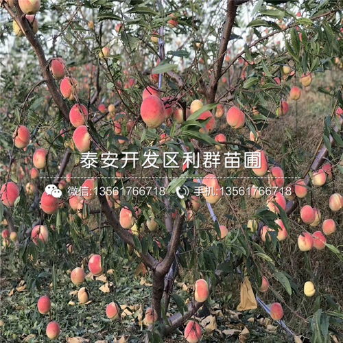 桃树苗价格揭秘：价格差异大揭秘！