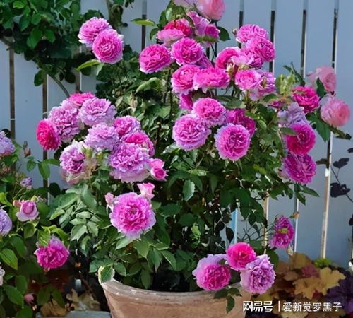 彗星月季：纯白的美感