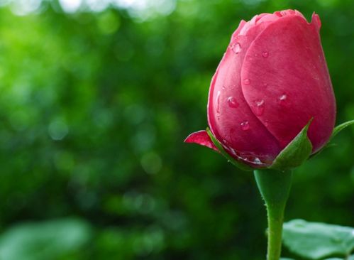 玫瑰花数量代表不同情感，如一朵代表爱情萌芽