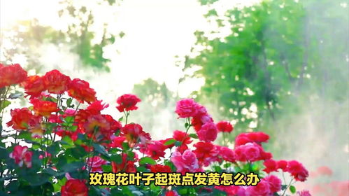 其他因素导致叶子黄斑点