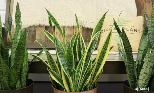 冬季在家如何养护虎皮兰？如何让虎皮兰在寒冷季节保持生机