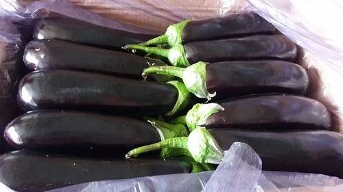 早春茄子定植及田间管理，需掌握适宜定植期和科学管理方法