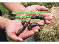 水蛭养殖：一项新兴农业项目