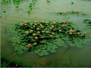 莲花谢了后叫什么名字