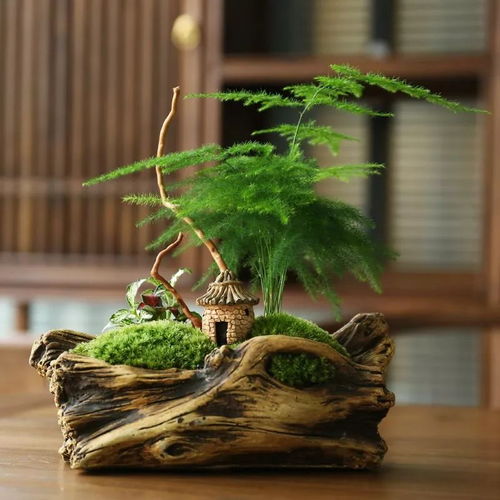 文竹养护秘诀，三天一浇水