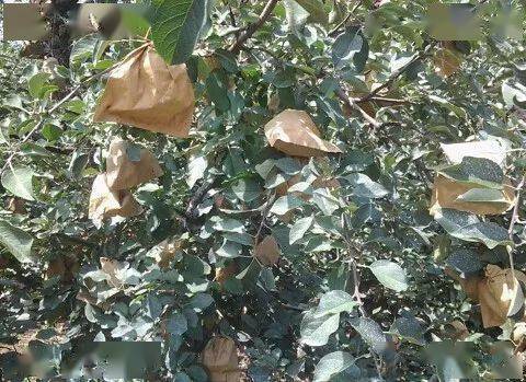 苹果套袋前应该使用哪种杀虫剂来预防病虫害？