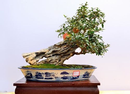 石榴什么时候换盆？换盆的步骤是怎样的