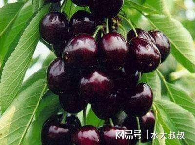 黑珍珠樱桃在哪些地区和条件下种植最为适宜