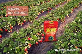 醚菌酯的应用：实例说话