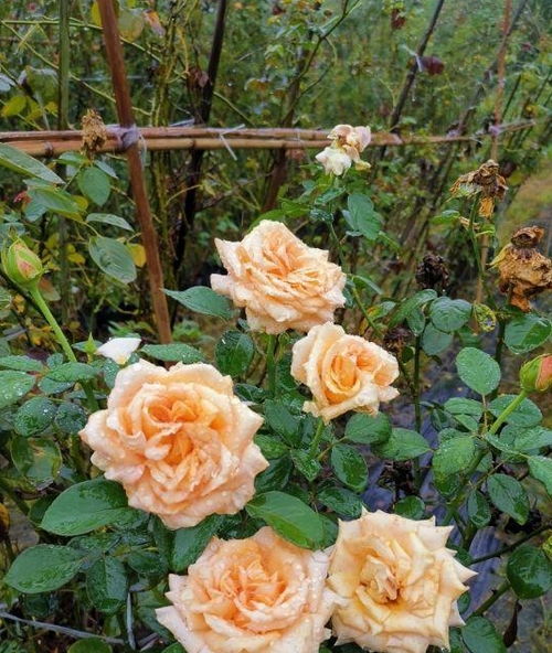 新手养月季， 病虫害防治全攻略