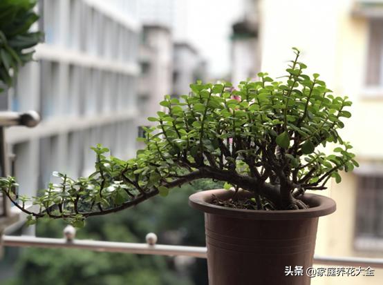 家庭花卉， 施肥的多样化