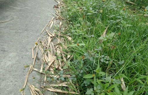 常见一人高的草品种