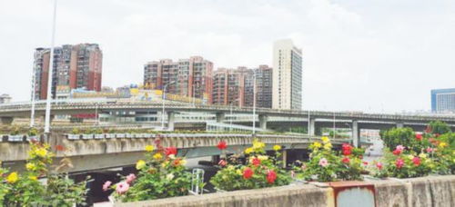 合肥市郎溪路高架桥月季盛开， 打造垂直绿化新亮色