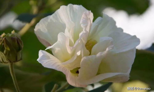 木芙蓉：三城共赏的美丽之花