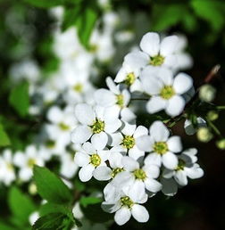 珍珠梅叶子黄落之谜：畜牧领域关注点