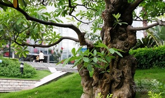 光照，重阳木的“阳光伙伴”