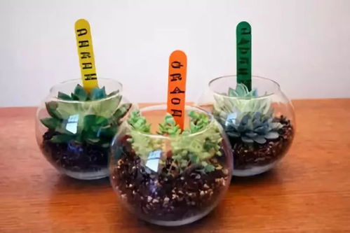 芽苗菜， 塑料袋保湿