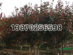 红叶石楠苗子的可爱模样