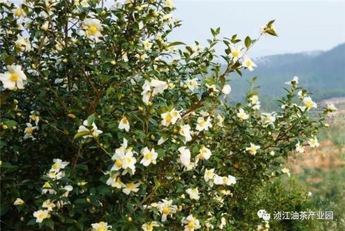 金城江茶油果苗基地：南宁优质茶叶种植专家