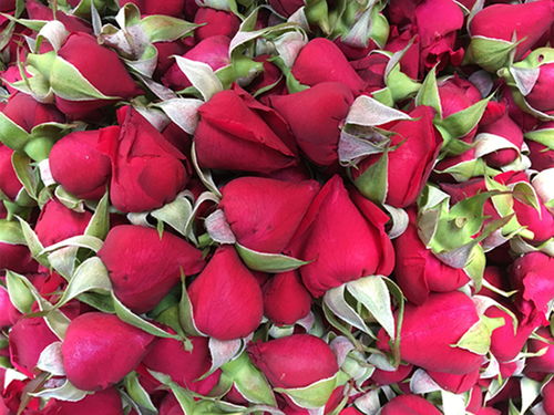 药用红玫瑰：如何让它开得梗多， 香得梗浓