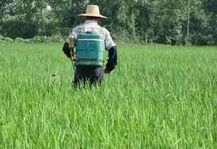 喷叶面农药过多导致花枯萎，是药量过大还是操作不当引起的呢？