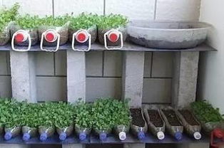 阴坡种菜小秘籍， 揭秘哪些蔬菜Zui合心意