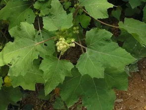 #草本经济 #种植创业 #中药新势力