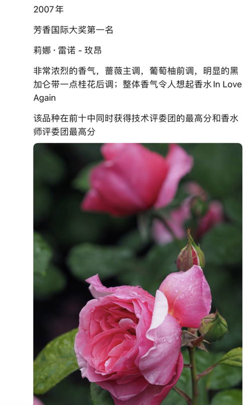 紫罗兰的柔情：初恋的纯真之爱