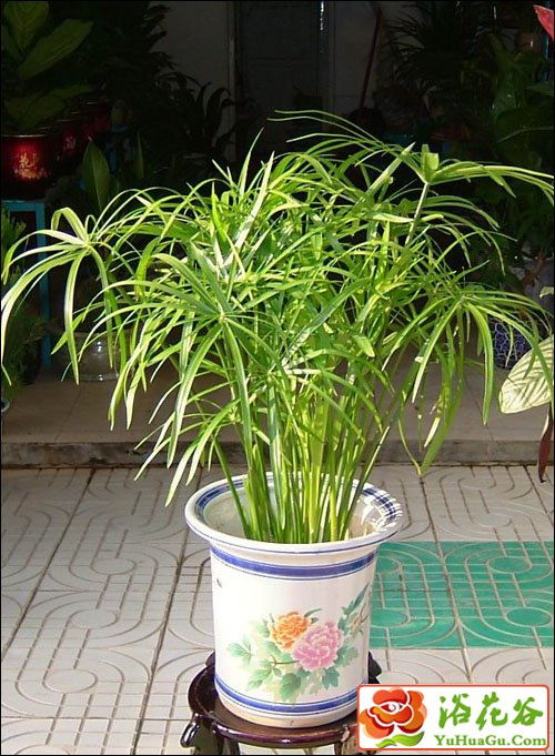 旱伞草叶片发黄、叶尖枯焦的原因是什么