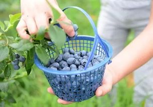 蓝莓园里的烦恼：除草剂怎么选？
