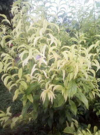 苹果树缺铁性黄化病：叶片失绿黄化