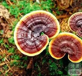 灵芝养殖：药价值的发展前景