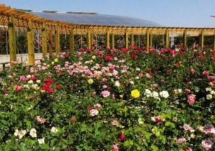 月季之美， 苏州盛泽湖月季园等你来赏