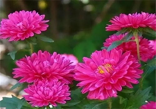 小邹菊花语的传说中，那朵坚守了千年的花