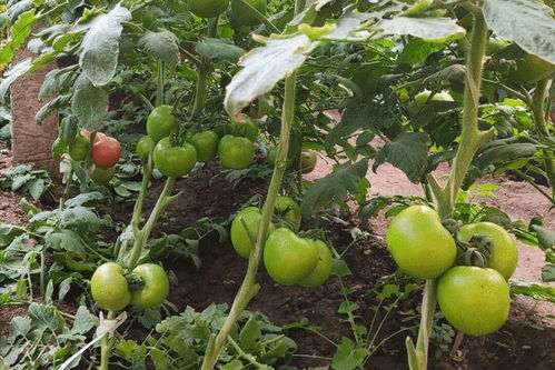 乙烯利：让果子红彤彤的魔法师