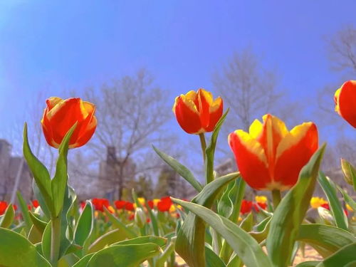 郁金香的浪漫诗篇