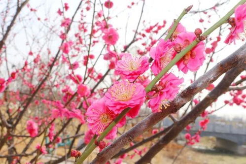 “繁花绽放术：培育花海秘籍”