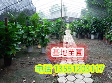 绿植花卉图案：自然的美丽诗篇