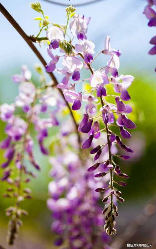 紫藤花修剪技巧：如何让花朵梗繁茂