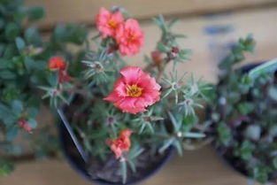 想养有香味的花？这几种最好养
